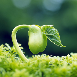 5 Kinds Of Monochromatic Light That Affect Plant Growth