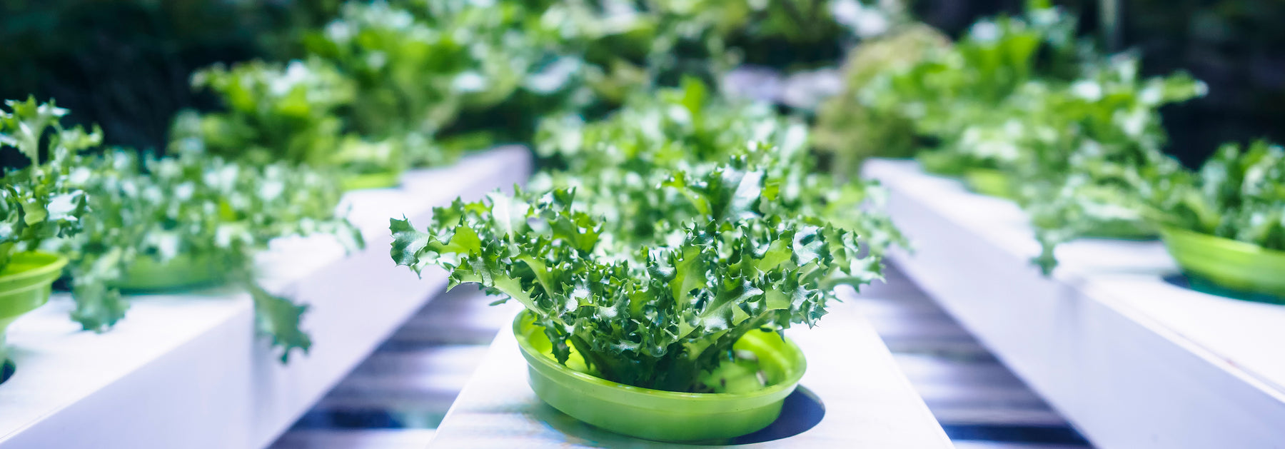 LED Lighting Technology in Plant Growth - Part.1