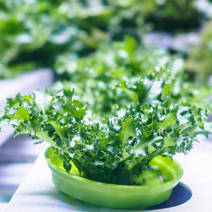 LED Lighting Technology in Plant Growth - Part.1